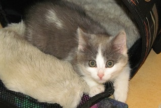 click for enlarge 573 X 383 66.7 Kb picture