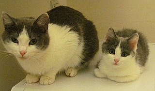 click for enlarge 640 X 376 56.0 Kb picture