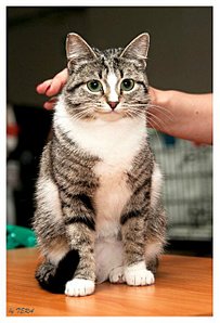 click for enlarge 435 X 640  54.3 Kb picture