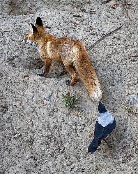 click for enlarge 632 X 800 217.7 Kb picture