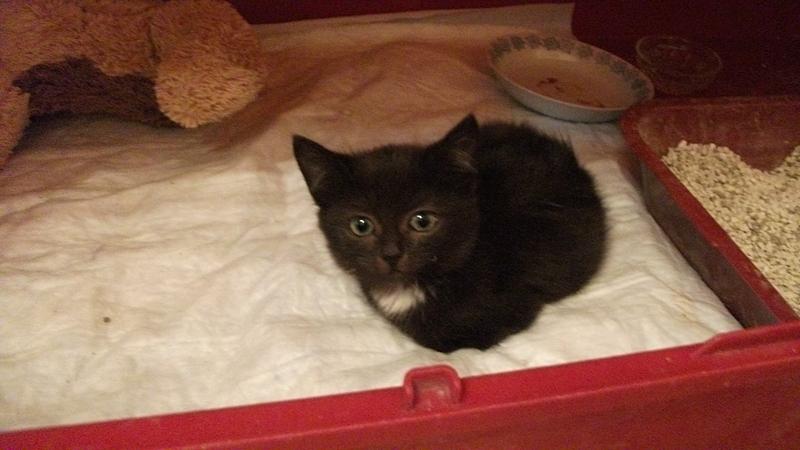 click for enlarge 1920 X 1080 138.5 Kb picture