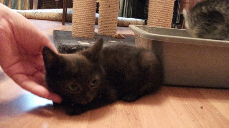 click for enlarge 1920 X 1080 148.7 Kb picture