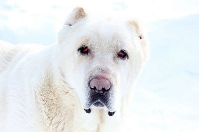 click for enlarge 640 X 426 27.8 Kb picture