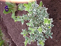 click for enlarge 1920 X 1440 386.8 Kb picture