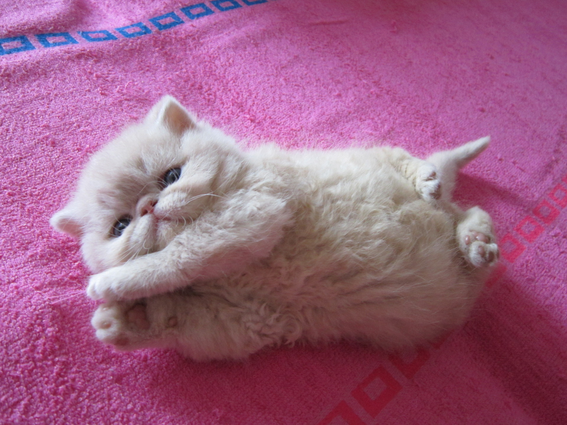 Красивые киски толстых. Кот Селкирк рекс. Пухленькие котята. Маленькие котята пушистые толстенькие. Маленький ТОСЛЫЙ котенок.