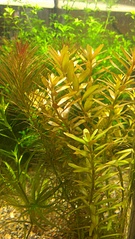 click for enlarge 1840 X 3264 633.7 Kb picture