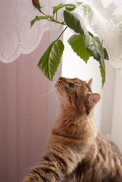 click for enlarge 1071 X 1600 573.6 Kb picture