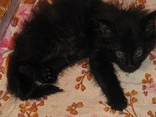 click for enlarge 1280 X 960 254.3 Kb picture