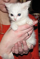 click for enlarge 704 X 1024 122.6 Kb picture