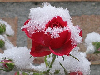 click for enlarge 800 X 600 119.3 Kb picture