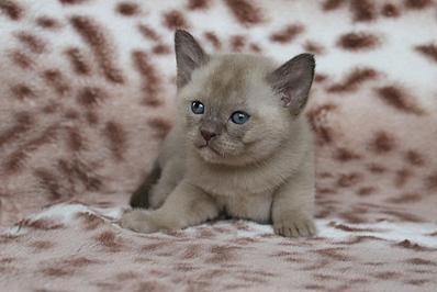 click for enlarge 1282 X 855 121.1 Kb picture