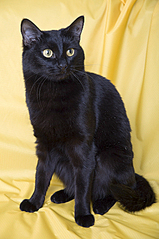 click for enlarge 565 X 850 313.3 Kb picture