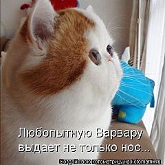 click for enlarge 480 X 480 35.6 Kb picture