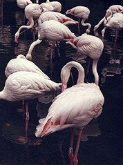 click for enlarge 250 X 336  26.0 Kb picture