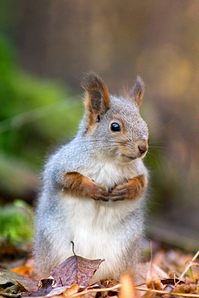 click for enlarge 641 X 962 360.3 Kb picture