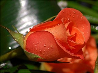 click for enlarge 640 X 480 42.1 Kb picture