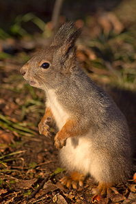 click for enlarge 641 X 962 516.9 Kb picture