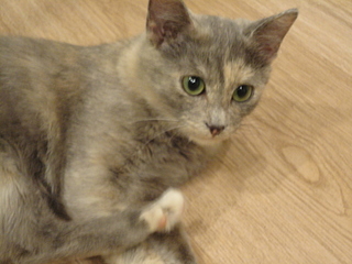 click for enlarge 1920 X 1440 112.3 Kb picture