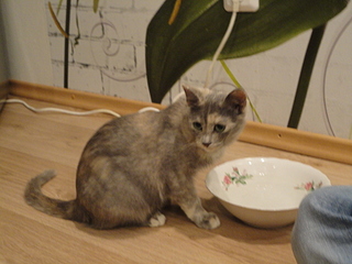 click for enlarge 1920 X 1440 119.8 Kb picture