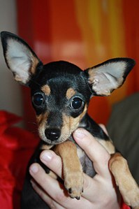 click for enlarge 537 X 807  56.6 Kb picture