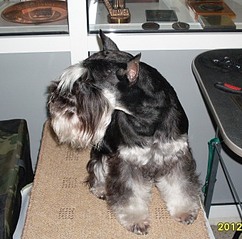 click for enlarge 340 X 336 63.7 Kb picture