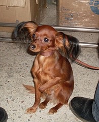 click for enlarge 336 X 413 70.2 Kb picture