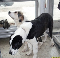 click for enlarge 352 X 336 60.2 Kb picture