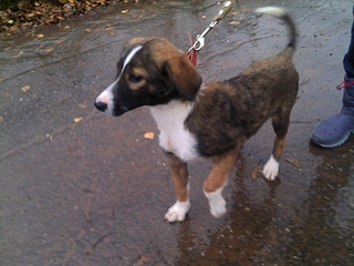 click for enlarge 1920 X 1440 883.8 Kb picture