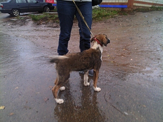 click for enlarge 1920 X 1440 948.1 Kb picture