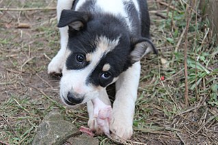 click for enlarge 1280 X 853 193.9 Kb picture