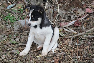 click for enlarge 1280 X 853 266.2 Kb picture