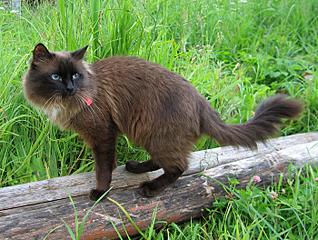 click for enlarge 700 X 528 487.0 Kb picture