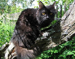 click for enlarge 700 X 550 286.4 Kb picture