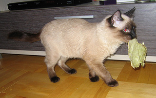 click for enlarge 600 X 377 99.4 Kb picture