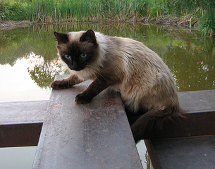 click for enlarge 600 X 472 273.5 Kb picture