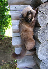 click for enlarge 485 X 700 389.8 Kb picture