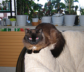 click for enlarge 700 X 600 441.5 Kb picture