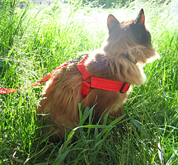 click for enlarge 700 X 651 625.6 Kb picture