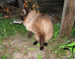 click for enlarge 700 X 550 227.0 Kb picture