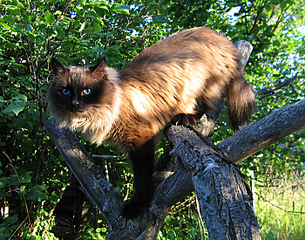 click for enlarge 700 X 550 537.5 Kb picture