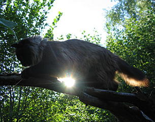 click for enlarge 700 X 550 230.2 Kb picture