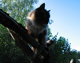 click for enlarge 700 X 550 182.6 Kb picture