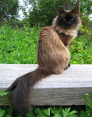 click for enlarge 550 X 700 238.3 Kb picture