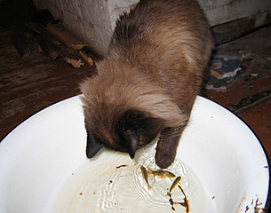 click for enlarge 700 X 550 139.4 Kb picture