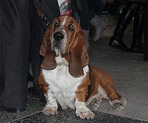 click for enlarge 700 X 580 100.0 Kb picture