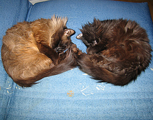 click for enlarge 700 X 550 213.3 Kb picture