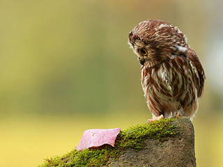 click for enlarge 1024 X 768 178.2 Kb picture