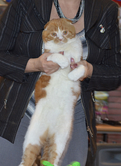 click for enlarge 1920 X 2629 269.1 Kb picture