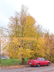 click for enlarge 1920 X 2560 692.7 Kb picture