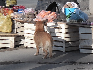 click for enlarge 1728 X 1296 655.8 Kb picture